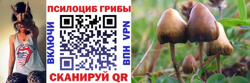 Псилоцибиновые грибы Magic Shrooms  где купить   Петровск-Забайкальский 
